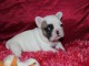 A donner Adorable Chiot Bouledogue fran&ccedil;ais Femelle