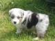 A donner Charmante Chiot Berger Australien Femelle