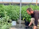 cultivateur &agrave; domicile avec un &eacute;norme rendement en vari&eacute;t&eacute;s