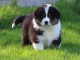Chiot de race Berger Australien femelle &agrave; donner