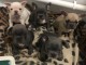 Adorables Bouledogue fran&ccedil;ais