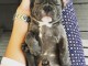 Adorables Bouledogue fran&ccedil;ais