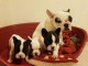 Adorables Bouledogue fran&ccedil;ais