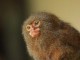 CHERCHE  OUISTITIS OU CAPUCINS. Cebuella pygmaea&bull; Cebus imitator