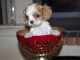 A donner b&eacute;b&eacute; chiot Cavalier King Charles Femelle