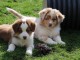 2 superbes chiots berger australiens