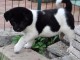 Chiot de race Akita americain Femelle &agrave; donner