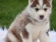 7 chiots husky sib&eacute;rien