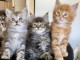 adorable chatons main coon