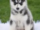 7 chiots husky sib&eacute;rien