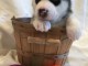 7 chiots husky sib&eacute;rien