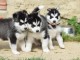7 chiots husky sib&eacute;rien