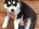 adorables chiots husky sib&eacute;riens
