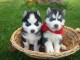 Chiots huskys de sib&eacute;rien inscrits au LOF