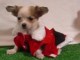 A donner Superbe femelle chihuahua
