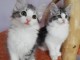 Adorable chatons norv&eacute;gien LOOF 