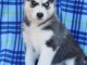 Magnifiques Chiots husky sib&eacute;rien &agrave; donner
