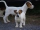 adorable chiot jack russell disponible
