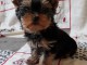 Chiot de race Yorkshire Terrier Femelle &agrave; donner