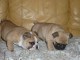 chiots bouldogues fran&ccedil;ais