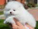 CHIOTS SPITZ POM&Eacute;RANIEN A DONNER