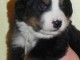 Magnifiques Chiots Bouvier Bernois Pure Race
