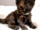 Chatons Sib&eacute;rien dispo