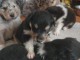 Chiots Colley &agrave; poil long