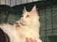 Chatons Maine Coon ag&eacute; de 3 mois