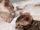 chatons bengals &agrave; donner