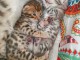 chatons bengales Disponible de suite
