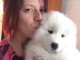 Disponible de suite Chiots Samoy&egrave;de