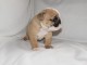 Disponible de suite Chiots Bouledogues fran&ccedil;ais
