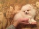Disponible de suite Chiots Spitz Nain Pom&eacute;ranien