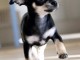 Mignons chiots  chihuahua 