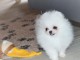 Chiot Pom&eacute;ranien disponible