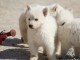 Chiots Berger Blanc Suisse