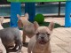 chiots bouledogue fran&ccedil;ais 