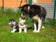 Chiots husky sib&eacute;rien recherche