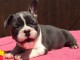 Disponible de suite Chiots Bouledogues fran&ccedil;ais