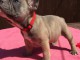 Disponible de suite Chiots Bouledogues fran&ccedil;ais