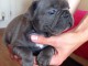 Disponible de suite Chiots Bouledogues fran&ccedil;ais