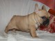 Disponible de suite Chiots Bouledogues fran&ccedil;ais