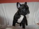 Disponible de suite Chiots Bouledogues fran&ccedil;ais