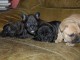 Disponible de suite Chiots Bouledogues fran&ccedil;ais