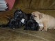 Magnifiques chiots bouledogues fran&ccedil;ais