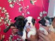 Disponible de suite Chiots Bouledogues fran&ccedil;ais