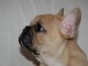 Disponible de suite Chiots Bouledogues fran&ccedil;ais