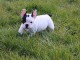 Disponible de suite Chiots Bouledogues fran&ccedil;ais