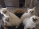 Adorable chatons Sacr&eacute; de birmanie